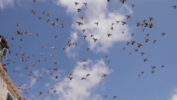 一群鸽子飞越杜布罗夫尼克老城Poljana Boskovica广场 降落在屋顶上 潘宁铅球 180 Fps慢动作 — 图库视频影像