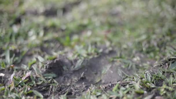 Young Womans Feet Stepping Mud Grass — Stock Video