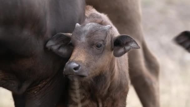 水牛小牛犊靠近其母亲克鲁格国家公园的中等特写 — 图库视频影像