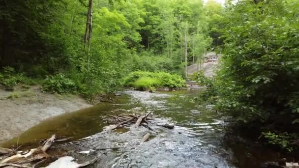 Красивый Кадр Озер Рек Природных Лесах Канады Вода Зеленые Растения — стоковое видео