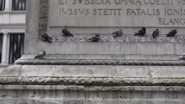 Tauben Ruhen Auf Dem Londoner Großbrand Denkmal Monument London — Stockvideo