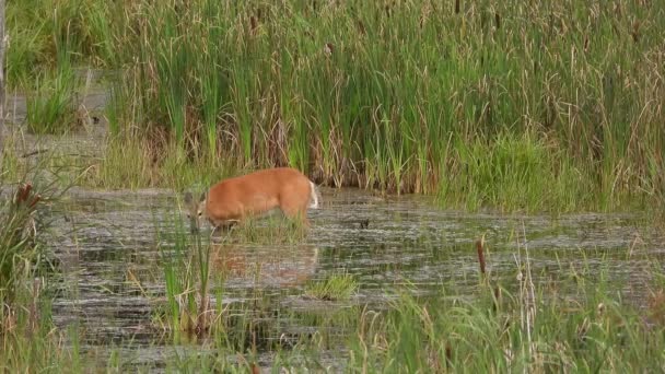 Young Bambi Deer Water Swamp Drinking Eating Little Antelope Wiggling — Stock Video