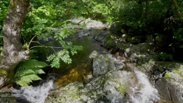 Långsam Skogsbäck Med Vattenfall Och Ormbunkar Flodstranden Och Vatten Som — Stockvideo