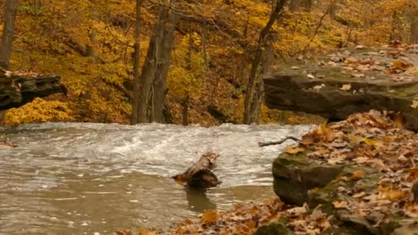 Φθινόπωρο Κίτρινο Χρυσό Ποτάμι Τηγάνι Αριστερά — Αρχείο Βίντεο