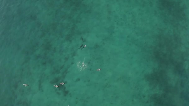 Pod Bottlenose Dolphins Jugando Agua Tropical Exótica Del Océano Azul — Vídeos de Stock