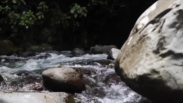 Correndo Rio Frio Córrego Meio Floresta Tropical Costa Rica — Vídeo de Stock