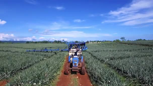 Dron Latający Nad Maszynami Zbioru Ananasów Kostaryce Mężczyźni Pracujący Polach — Wideo stockowe