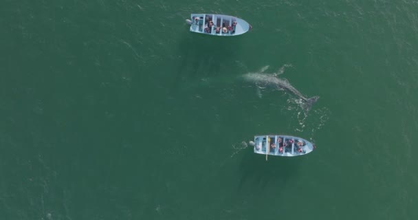 Grauwal Schwimmt Mit Booten Baja California Sur Ocean Luftaufnahme — Stockvideo