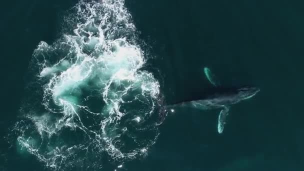 Luchtfoto Boven Een Walvis Die Lucht Opblaast Terwijl Hij Zwemt — Stockvideo