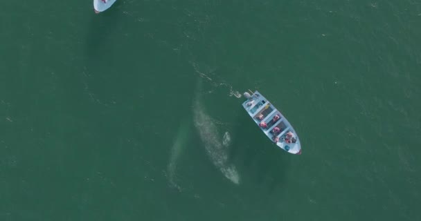 Meksika Pasifik Okyanusu Nda Yaban Gri Balinaları Tekneyle Karşılaşıyor — Stok video