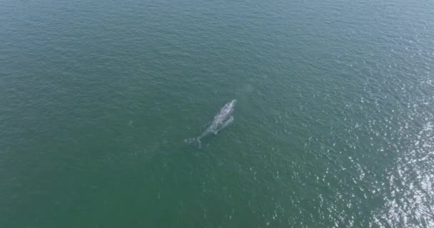 Lucht Drone Benadering Van Moederwalvis Met Baby Kalf Stille Oceaan — Stockvideo