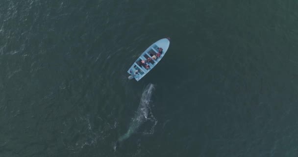 Σκάφος Encounter Wild Gray Φάλαινα Στο Μεξικό Ειρηνικού Ωκεανού Εναέρια — Αρχείο Βίντεο