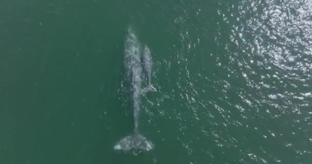 Baleine Grise Mère Sauvage Avec Petit Veau Migrant Dans Océan — Video