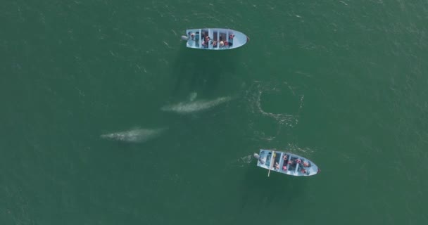 Pod Gray Whales Breaching Migrating Pacific Ocean Boats Aerial — Stock video