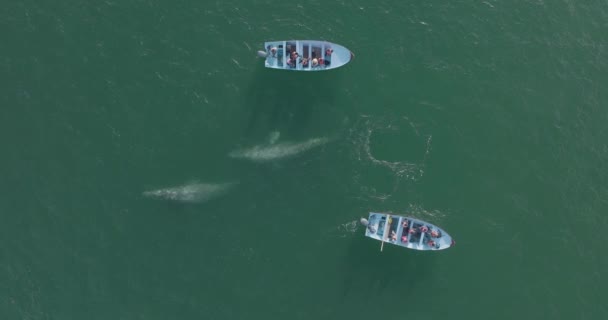 Pod Grå Valar Bryta Och Migrera Stilla Havet Båtar Antenn — Stockvideo