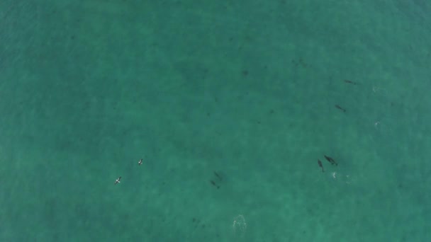 Bottlenose Dolphins Swimming Blue Pacific Ocean Water Mexico Aerial — Stock Video