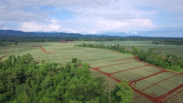 哥斯达黎加的菠萝田 空中前景全景 — 图库视频影像