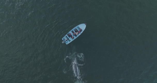 Increíble Encuentro Vida Silvestre Interacción Ballenas Grises Con Barco Océano — Vídeo de stock