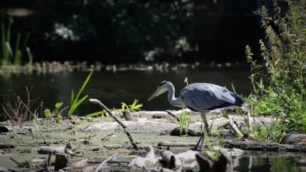 Nehrin Kenarında Duran Gri Balıkçıl Statik Görüntüsü — Stok video