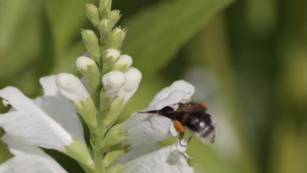 Super Cerca Bumblebee Sumergido Flor Blanca Que Muestra Espalda Luego — Vídeo de stock