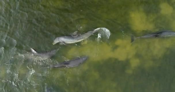 Drone Shot Bottlenose Dolphins Swimming Playing Coast America — Stock Video