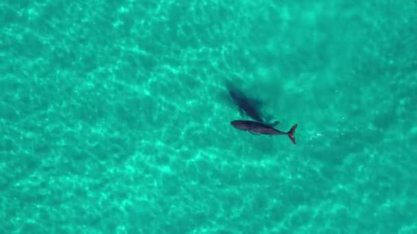 两只座头鲸 一只母鲸鱼和它的小崽子在澳大利亚拜伦湾附近浅水晶晶清澈的水域玩耍 这些美丽的动物在玩耍 破门而入 左轮手枪射中4K — 图库视频影像