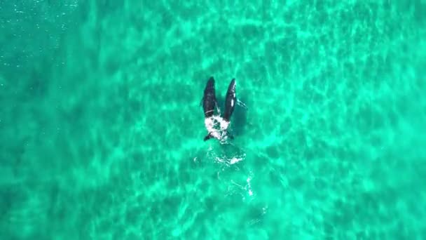 Two Humpback Whales Mother Her Calf Play Shallow Crystal Clear — Stock Video