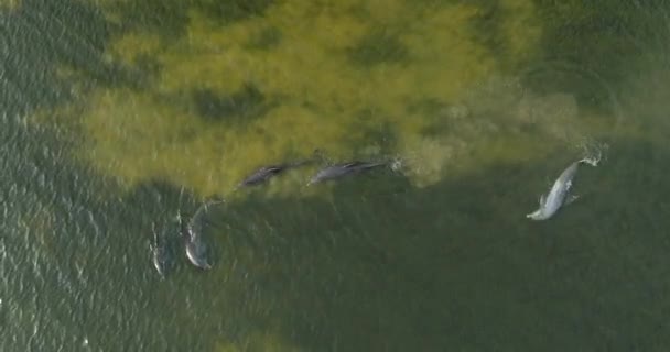 Drone Tiro Delfines Nadando Jugando Hábitat Natural Del Agua Del — Vídeos de Stock