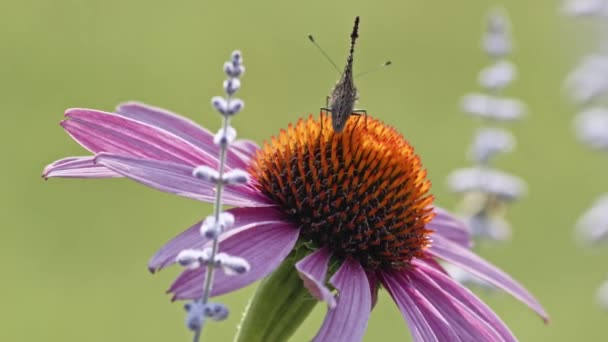紫色の花から小さな亀甲蝶ネクターを出荷 マクロ — ストック動画