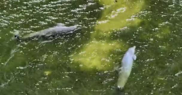 Vue Aérienne Dauphins Gros Nez Nageant Dans Eau Mer Sale — Video