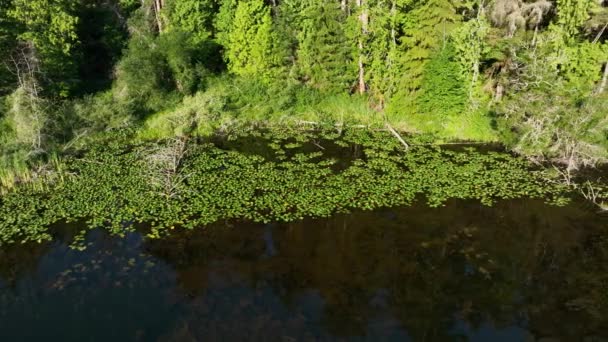 Foto Aérea Una Orilla Del Lago Cubierta Con Almohadillas Lirio — Vídeo de stock