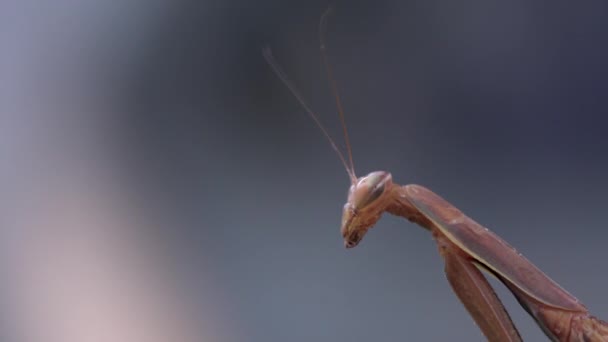 Macro Van Het Gezicht Van Bruine Bidsprinkhanen Staande Een Blauwe — Stockvideo