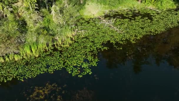 Flygfoto Över Näckrosor Stranden Sjö Perfekt Livsmiljö För Den Lokala — Stockvideo