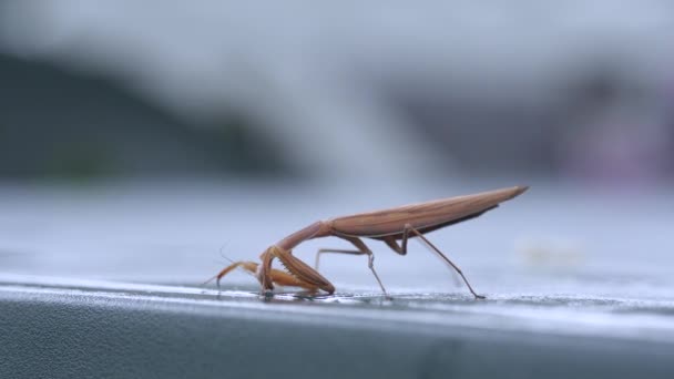 在潮湿的表面祈祷螳螂喝水的特写 — 图库视频影像