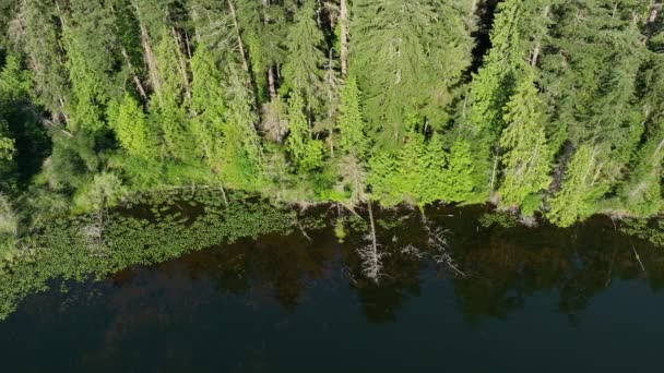 有许多鱼类栖息地的湖岸的无人机拍摄 — 图库视频影像