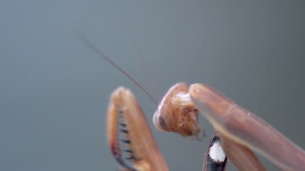 Macro Brown Praying Mantis Grooming Its Mouth Shallow Field Depth — Vídeo de Stock