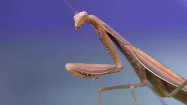 Macro Brown Praying Mantis Standing Blue Background — 비디오