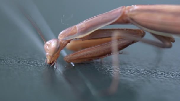 Nahaufnahme Einer Gottesanbeterin Die Auf Nasser Oberfläche Wasser Trinkt Makro — Stockvideo