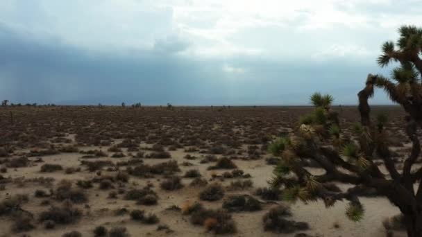 Mojave Çölü Nün Kurak Ekosistemindeki Joshua Ağacı Ormanı Havayı Geri — Stok video