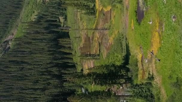 Voando Sobre Riacho Base Pinheiro Coberto Montanhas Formato Vertical — Vídeo de Stock