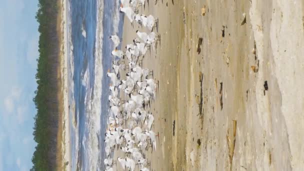 Terne Gabbiani Raggruppati Una Spiaggia Della Florida Formato Verticale — Video Stock