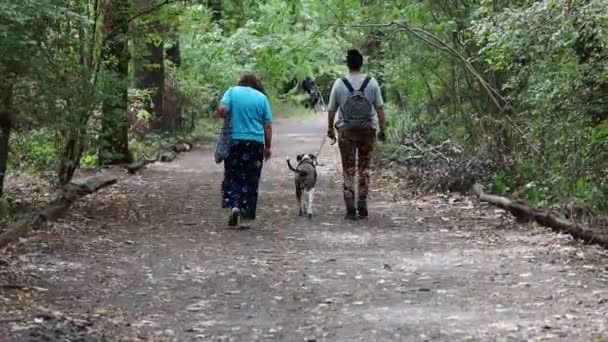 Восени Сім Вигулює Собаку Попелі Вздовж Лісової Стежки — стокове відео