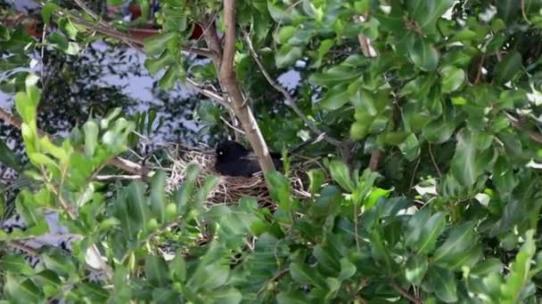 澳大利亚悉尼 一只澳大利亚喜鹊栖息在它的蛋上保护着它的窝 — 图库视频影像