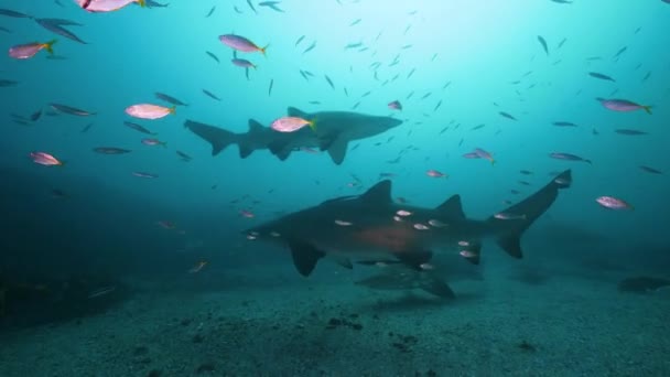 Velká Šedá Sestra Písečný Tygr Žralok Pomalu Plave Kameře Zachycen — Stock video