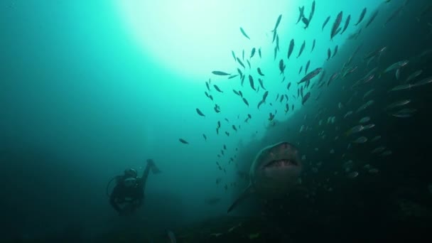 Large Grey Nurse Shark Female Scuba Diver Interact Swim Camera — Stock Video
