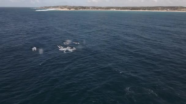 Aerial Shot Pod Humpback Whales Swimming Fast Ocean — Stock Video