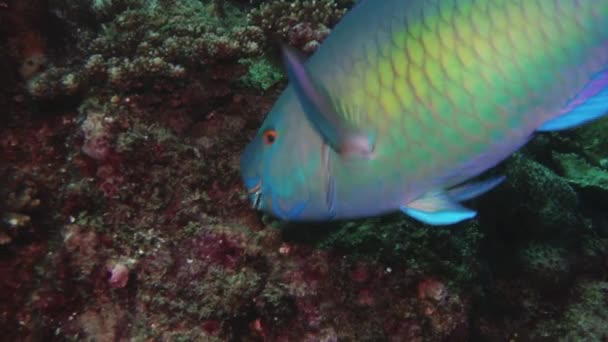 Pez Loro Colorido Scaridae Comiendo Algas Del Arrecife Coral Cerca — Vídeo de stock