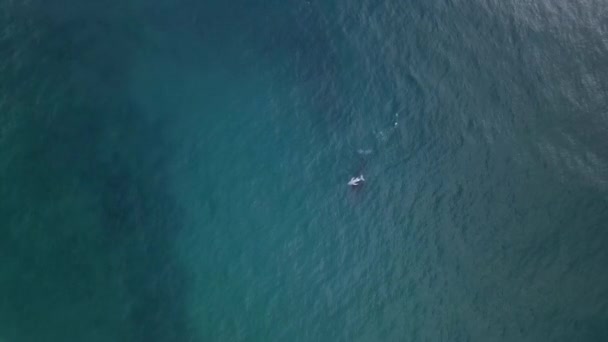 High Angle View Newborn Humpback Whale Calf Mother Surface — Stock Video