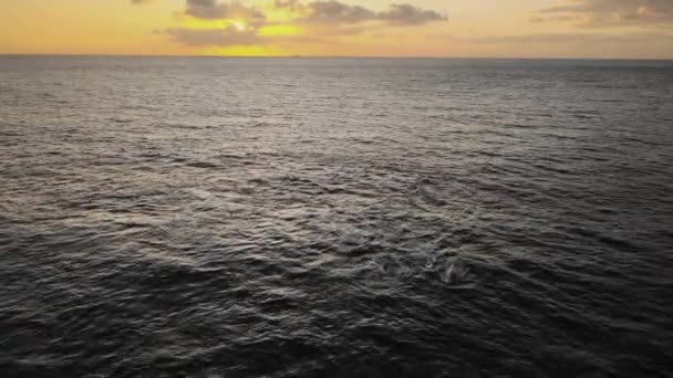 Pod Van Bultruggen Zwemmen Kalme Oceaan Bij Zonsopgang Vanuit Lucht — Stockvideo