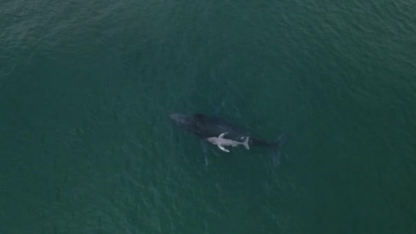 灰白色的新生座头鲸小腿游到妈妈身边 从空中俯冲下来 — 图库视频影像